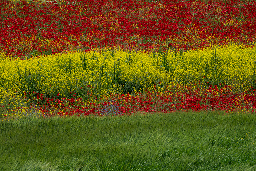 Background photo of red poppy flower, yellow mustard plant and green wheat field. Shot with a full-frame camera in daylight.