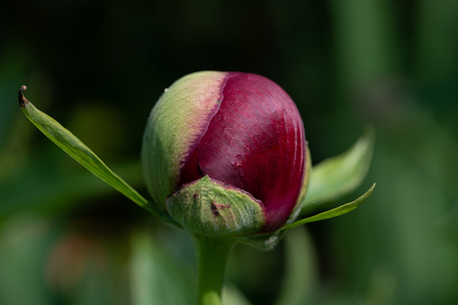 Close up of the bud of a red peony, against a green background