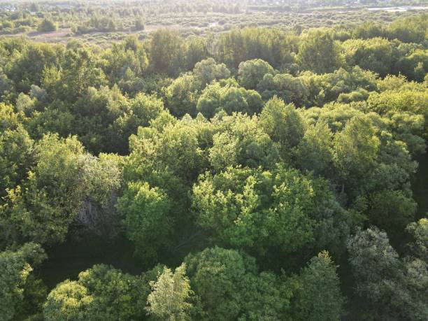 istock Top view of the forest riverbed landscape 1494646040