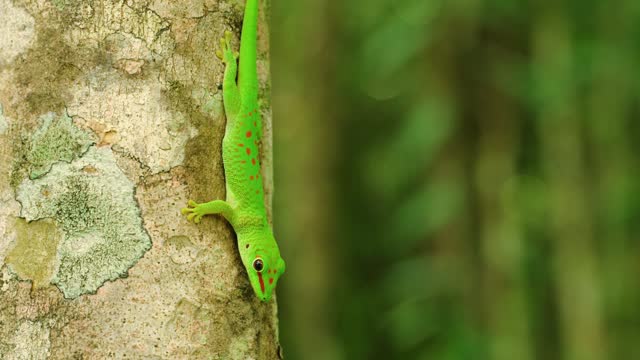 Madagascar day gecko (Phelsuma grandis) sticking to a tree
