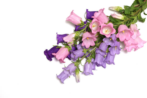 Bouquet of pink and purple bellflower isolted on a white background. with copy space. Bouquet of pink and purple bellflower isolted on a white background. with copy space. campanula stock pictures, royalty-free photos & images