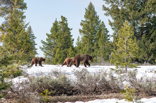 Grizzly bears exploring in the Yellowstone Ecosystem in western USA and North America. The nearest cities are Jackson, Wyoming, Salt Lake City, Utah, Denver, Colorado, Bozeman and Billings, Montana.