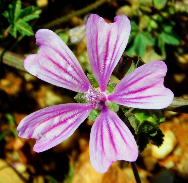 istock purple flower of malva on macro 1494647838