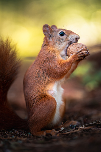 Cute squirrel in the black forest eating a walnut with beautiful light in the background colored by sunset. The Location of the shooting was Hinterzarten a small village in black forest.