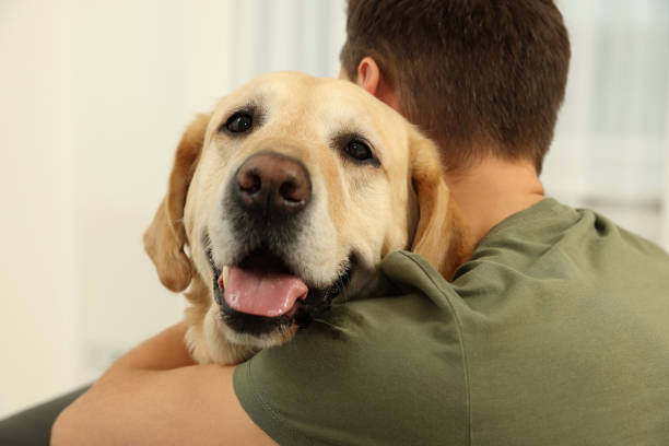 istock Man hugging his cute Labrador Retriever at home, back view 1494650252