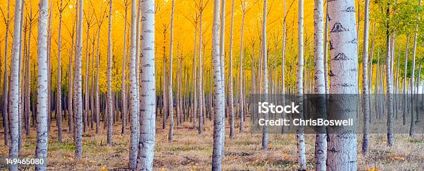 美しい木の森林のパノラマに広がる Compositon 秋注目の色 - まぶしいのストックフォトや画像を多数ご用意 - まぶしい, アウトフォーカス, オレゴン州