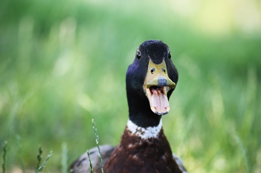 A talking duck