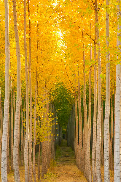 istock Forest of Trees in Autumn Saturated with Yellow Fall Color 149465287
