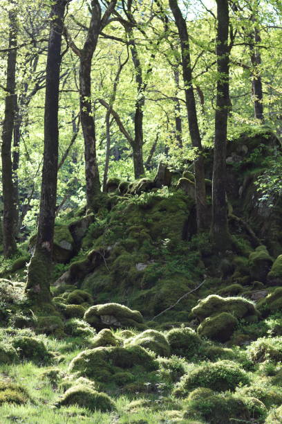 musgo cobriu rochas em uma floresta verde iluminada pela luz solar brilhante - glade light dappled tree - fotografias e filmes do acervo