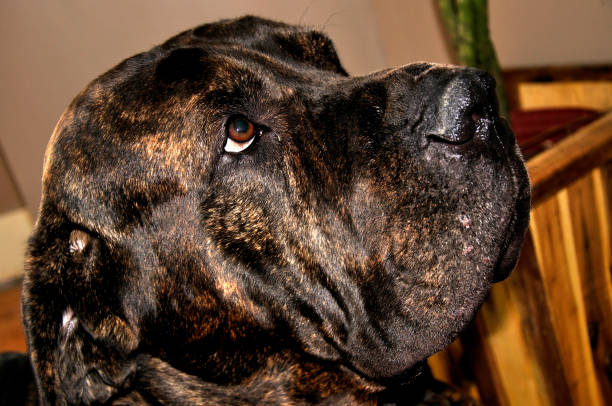 istock Adorably Large Puppy 1494653262
