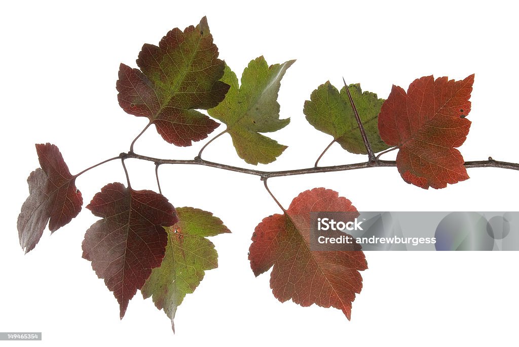 Weißdorn oder Crataegus thornapple Baum, monogyna, im schönen Herbst Farbe. - Lizenzfrei Ast - Pflanzenbestandteil Stock-Foto