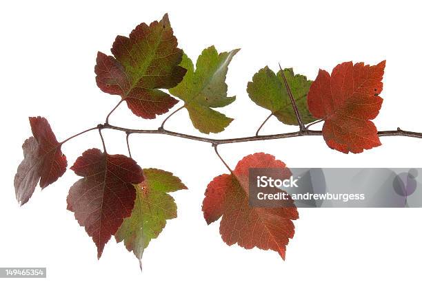Hawthorn Lub Thornapple Drzewo Brak Wpisu Monogyna Piękna Jesień Kolor - zdjęcia stockowe i więcej obrazów Bez ludzi