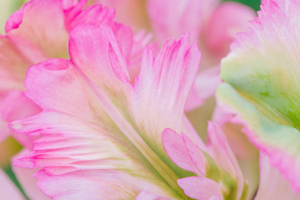 Multicolored tulips growing in the garden