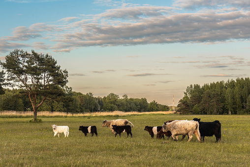 Herd of Galloway cattles with calfs are grazing at Lielupe coast in Riga, Latvia. Cows save ghrasslands from overgrown.