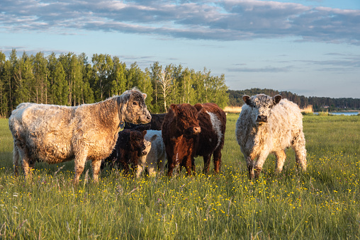 Herd of Galloway cattles with calfs are grazing at Lielupe coast in Riga, Latvia. Cows save ghrasslands from overgrown.