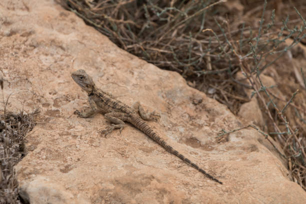 istock lizard basking in the sun on the rocks 1494654124