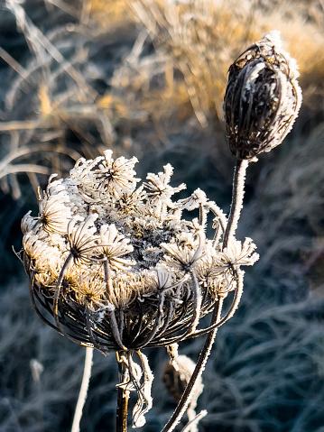 Close-up to dried vegetation  covered with snow on a winter meadow