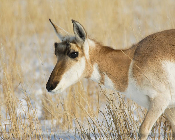 antilope gros plan - judy kelly photos et images de collection