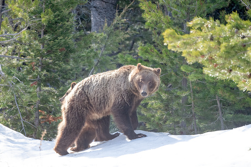 Grizzly bear exploring in the Yellowstone Ecosystem in western USA and North America. The nearest cities are Jackson, Wyoming, Salt Lake City, Utah, Denver, Colorado, Bozeman and Billings, Montana.