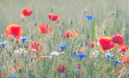 Summer meadow with poppies and cornflowers