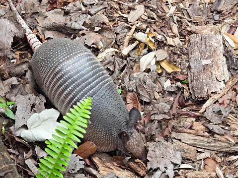 Nine-banded Armadillo foraging in the leaves.