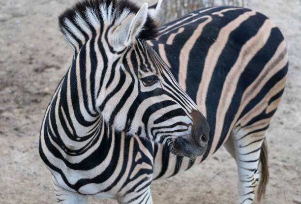 istock Nice Zefra with black, white and brown stripes posing very close to the camera. 1494657163
