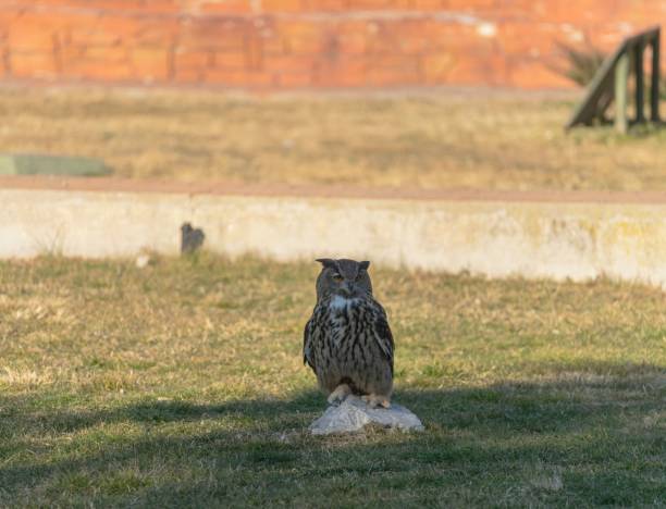 istock Owl resting on a rock surrounded by grass. 1494657168