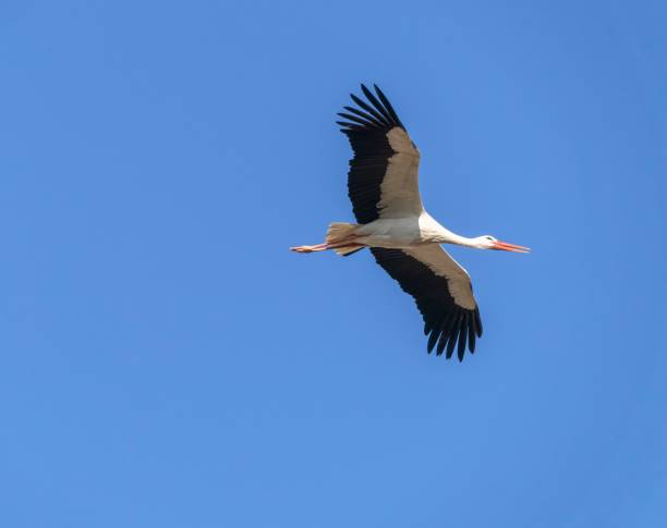 istock Beautiful white stork (Ciconia ciconia) flying over the blue sky 1494657175