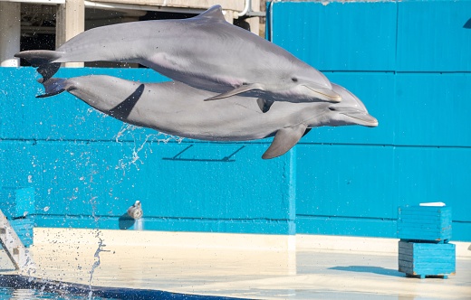 dolphin playing in the pool