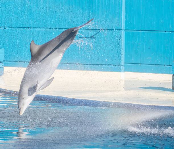 istock Beautiful dolphins jumping and training at the Aquarium 1494657179