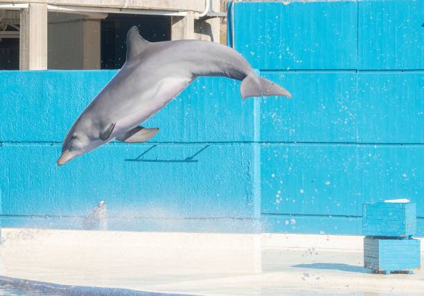 istock Beautiful dolphins jumping and training at the Aquarium 1494657184