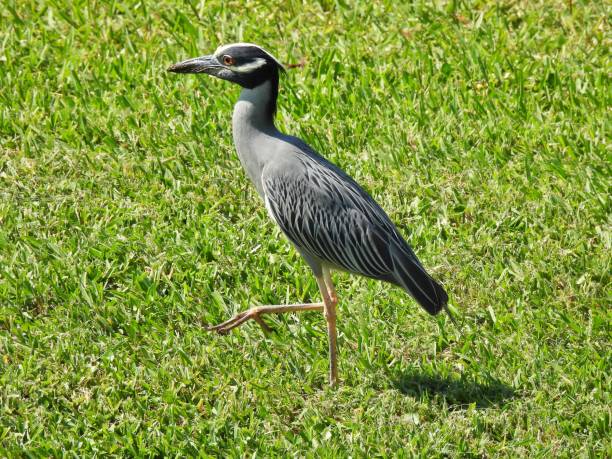 istock Yellow-Crowned Night-Heron (Nyctanassa violacea) walking in the grass 1494658540