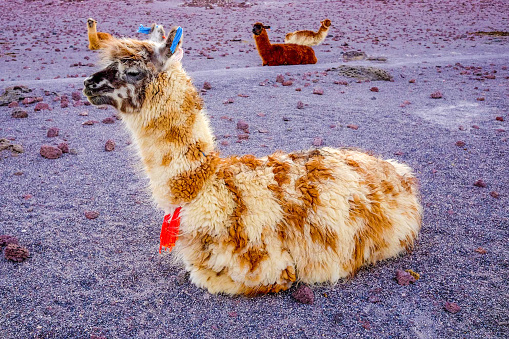 llama sitting in laguna colorada, bolivia