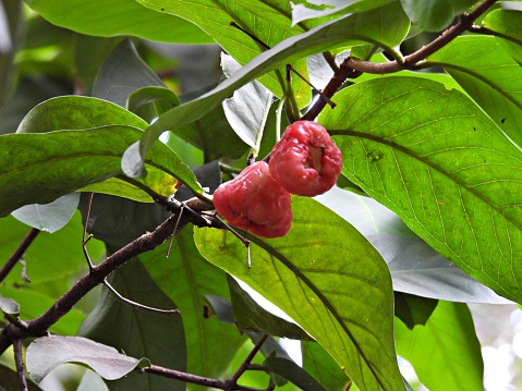 Wax Jambu is a fruit known for its crisp texture, mild flavor, and cooling effect on the body. The flavor is somewhat like an apple with a hint of rosewater. Often used as a garnish, in fruit salads, and eaten out of hand.
