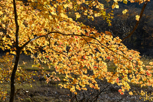 Colorful autumn leaves on trees in public park Orangerie, Strasbourg, France