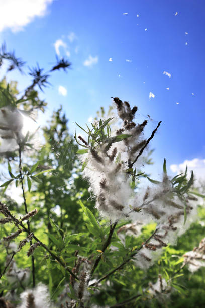 Salix eleagnos, the olive willow, is a species of flowering plant in the family Salicaceae, that releases it's fluffy seeds in spring. It grows near rivers in central and southern Europe.