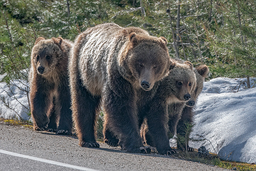 Grizzly bears exploring in the Yellowstone Ecosystem in western USA and North America. The nearest cities are Jackson, Wyoming, Salt Lake City, Utah, Denver, Colorado, Bozeman and Billings, Montana.