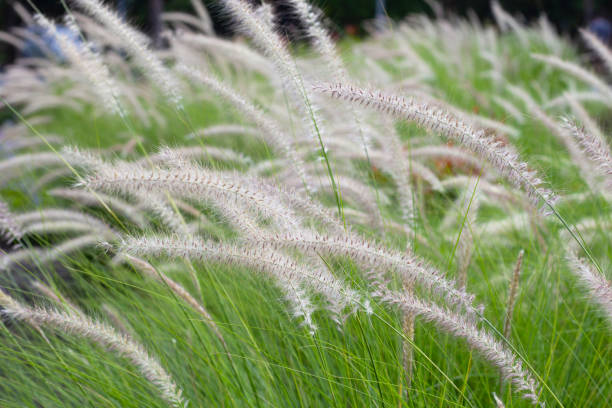 istock Fountain grass or pennisetum alopecuroides 1494666870