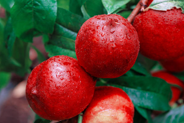 istock Nectarine harvest fills the branches 1494667566