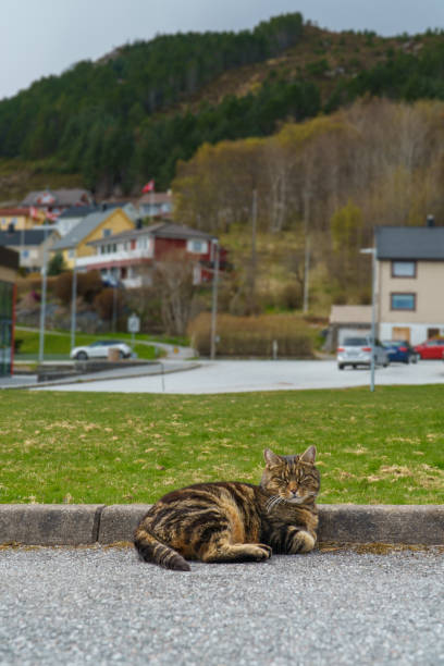 Brown happy street cat.