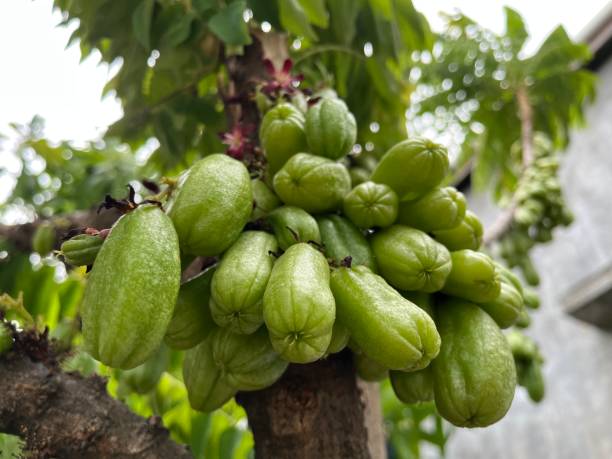 istock Plenty Ripe Vegetable Starfruit Fruit (Averrhoa Bilimbi Linn) Hanging in on the Tree Ready to Harvest 1494673541