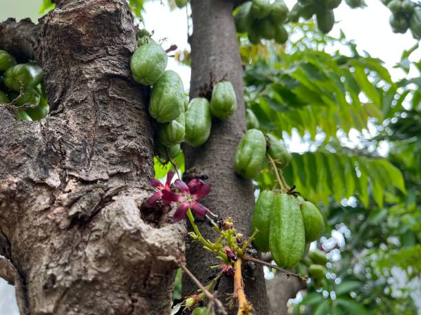 istock Plenty Ripe Vegetable Starfruit Fruit (Averrhoa Bilimbi Linn) and its flower Hanging in on the Tree Ready to Harvest 1494673587