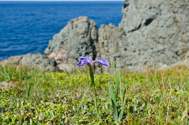 istock The shore of Newfoundland 1494674482