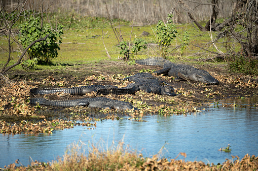 American alligators enjoying the heat from the sun on the bank of the lake in Florida.