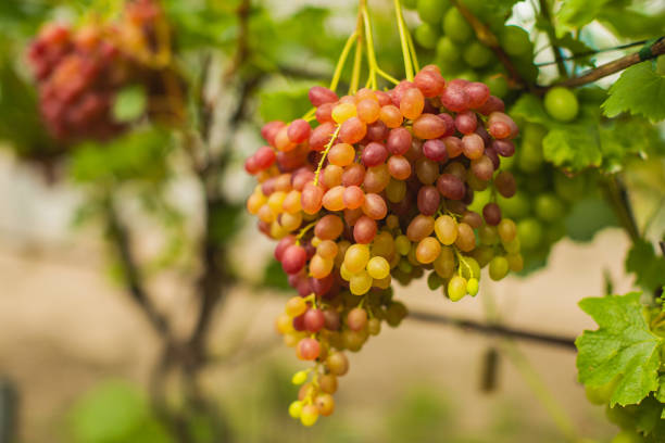 red grapes on a bush. vineyard farm. winery. green leaves. grape vine. autumn - agriculture purple vine grape leaf imagens e fotografias de stock