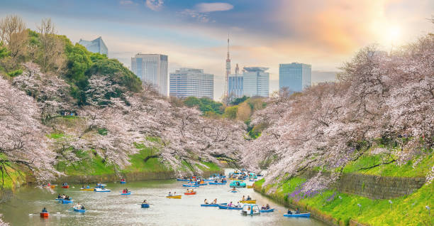 Chidorigafuchi park in Tokyo during sakura season in Japan Chidorigafuchi park in Tokyo during sakura season in Japan at sunset tokyo sakura stock pictures, royalty-free photos & images
