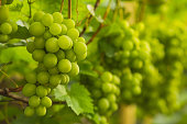 Green grapes on a bush. Vineyard farm. Winery. Green leaves. Grape vine. Summer