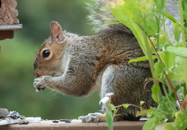 Photo of A Squirrel in the bird feeder
