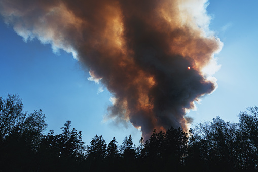 A massive plume of smoke rises from a devastating forest fire.