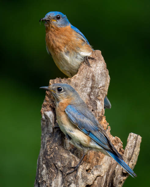 istock Pair of Eastern Bluebirds 1494679952